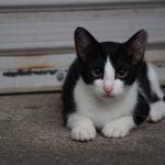 猫アイキャッチ